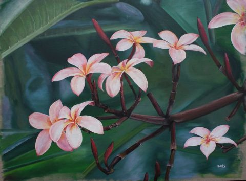Fleurs de Frangipanier